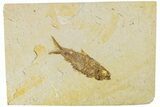 Fossil Fish (Knightia) - Green River Formation #233124-1